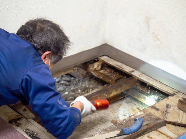 Best Commercial Mold Removal  in Hewlett Harbor, NY