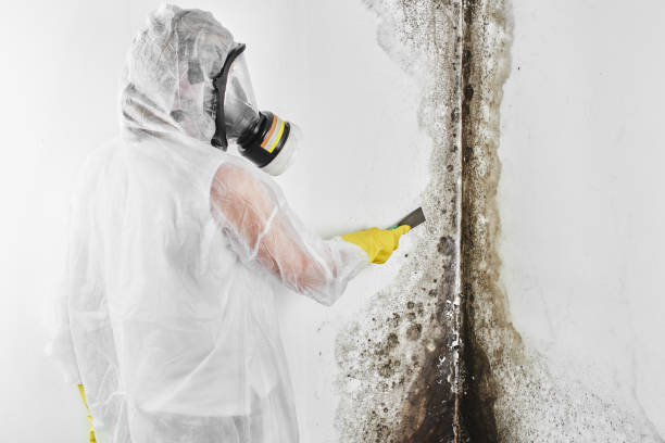 Best Mold Remediation  in Hewlett Harbor, NY