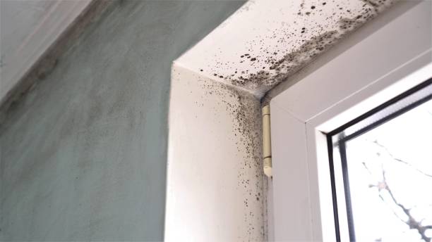 Best Mold Removal Company Near Me  in Hewlett Harbor, NY