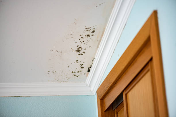 Best Home Mold Removal  in Hewlett Harbor, NY