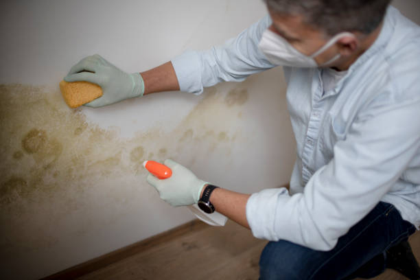 Best Toxic Mold Removal  in Hewlett Harbor, NY