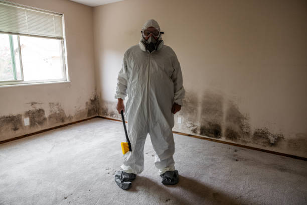 Trusted Hewlett Harbor, NY Mold Removal Experts