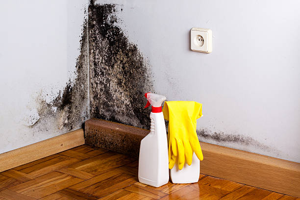 Trusted Hewlett Harbor, NY Mold Removal Experts